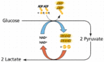 cell respiration