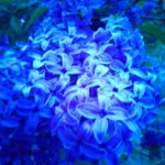 blue flowers