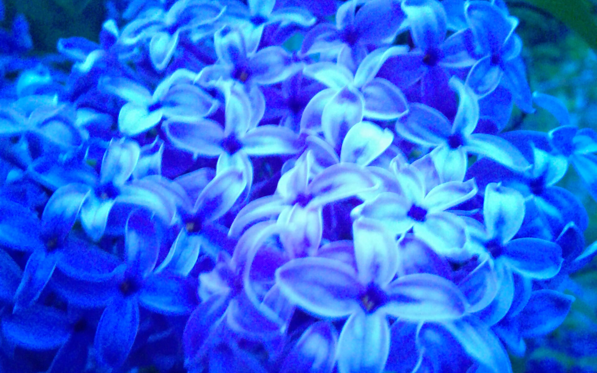 blue flowers